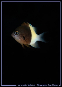 Little Damsel Fish in the Red Sea ...... Que du bonheur..... by Michel Lonfat 